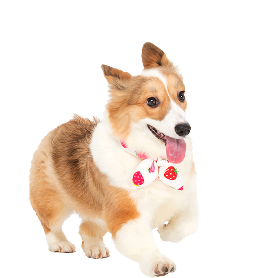 zc.png